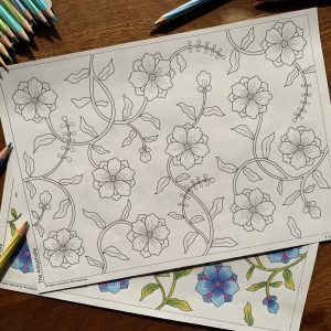 Cosmos-flower-colouring-sheet-paints-floral-hobby